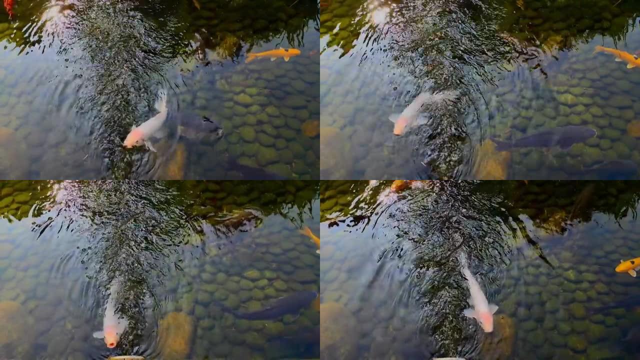 白锦鲤鱼在鱼塘水中嬉戏的视频