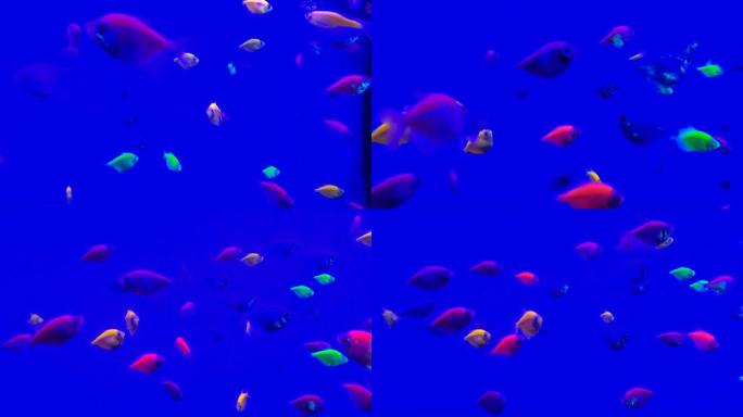 明亮的皮质鱼类在纯蓝的水中游动混乱。