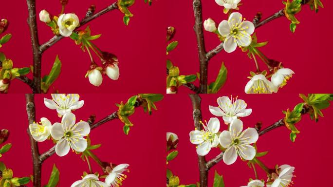 4k垂直延时的酸味樱桃树花开并在红色背景上生长。盛开的小白花李。9:16比率的时间流逝。