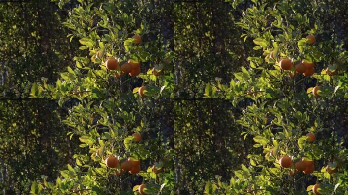 日落时挂在橘子树上的橘子