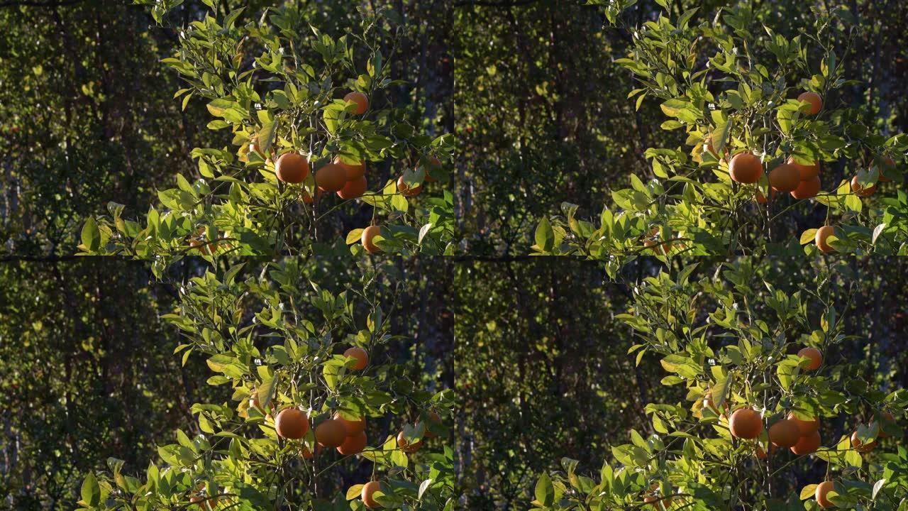 日落时挂在橘子树上的橘子