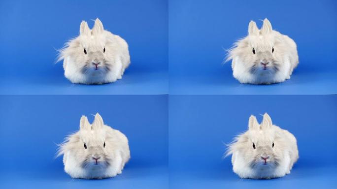 装饰家兔坐在蓝色背景上。可爱的小兔子环顾四周。健康动物和宠物概念。复活节，新年2023概念符号
