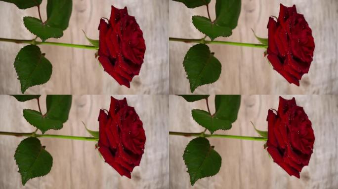 花瓣上有滴的红玫瑰在白色背景上搅动