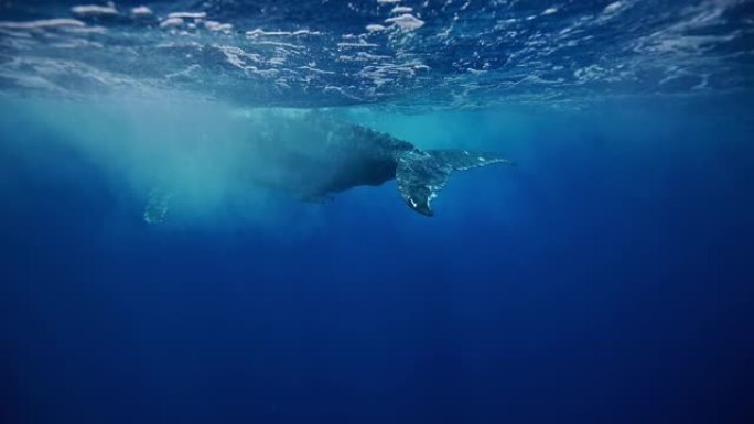 座头鲸小牛在清澈的深蓝色海洋中破裂