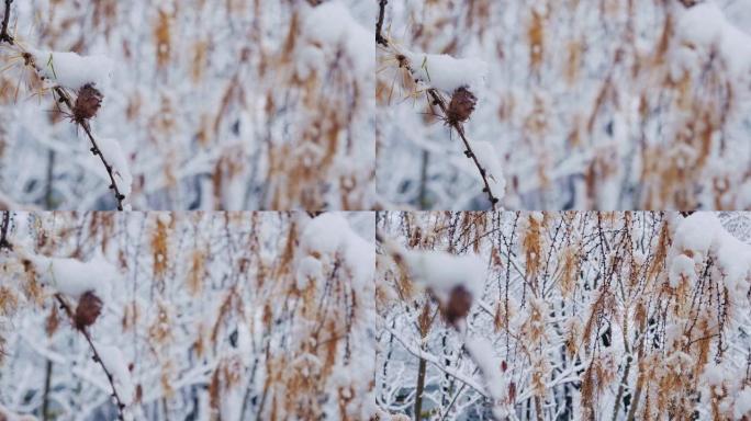 落叶松，日本落叶松或karamatsu树覆盖着第一场雪。森林中的冬天