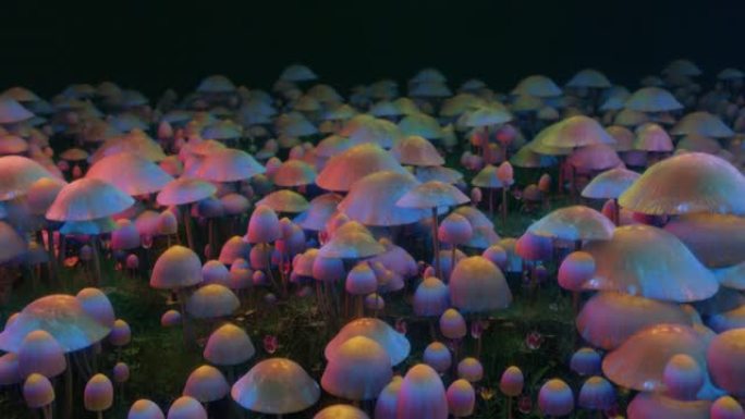 迷幻的神奇蘑菇在森林里跳舞