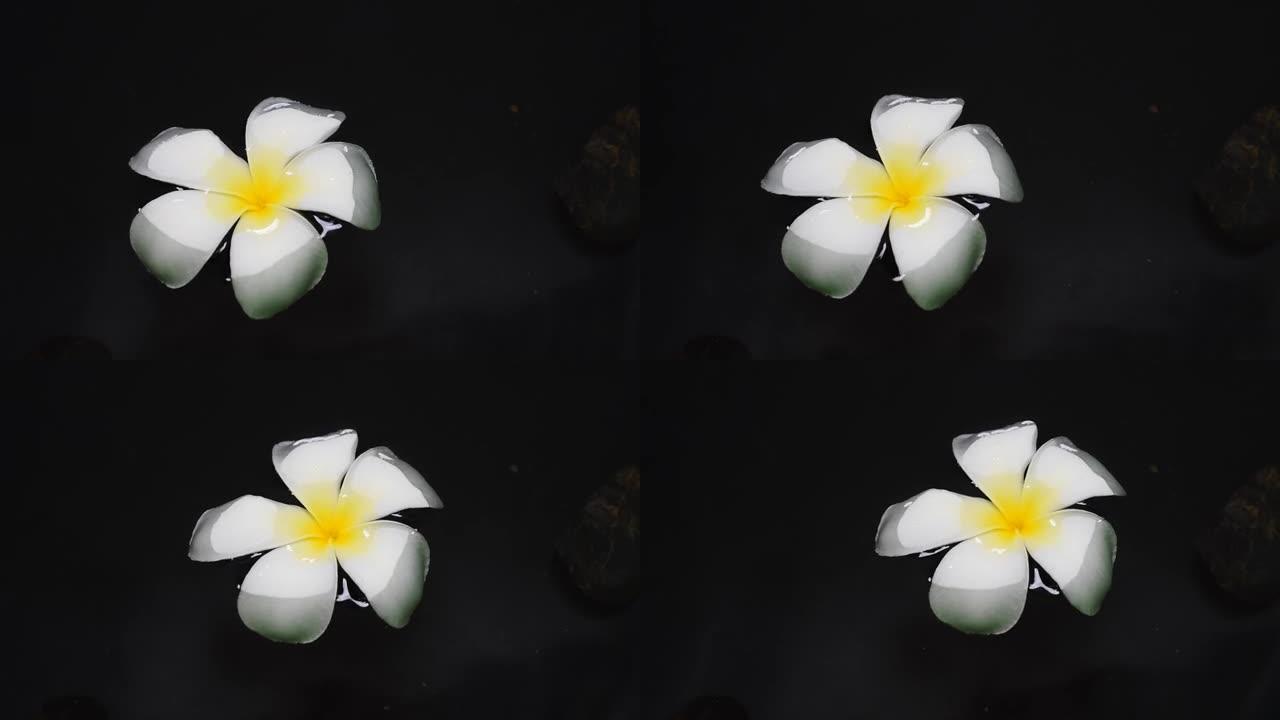 水滴白色素馨花深黑色水背景