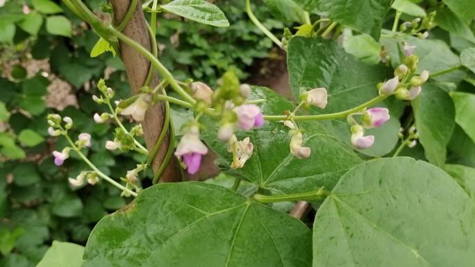 蔬菜园农家蔬菜豆角原生态蔬菜豆角苗生长