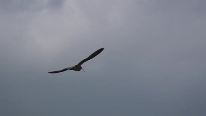 大风天低空飞行中的curlew (Numenius) 的特写镜头
