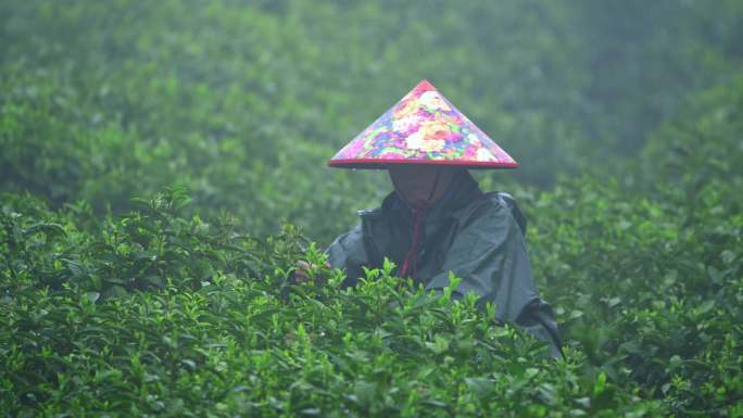 茶农采茶春茶白茶绿茶茶叶毛尖手工茶