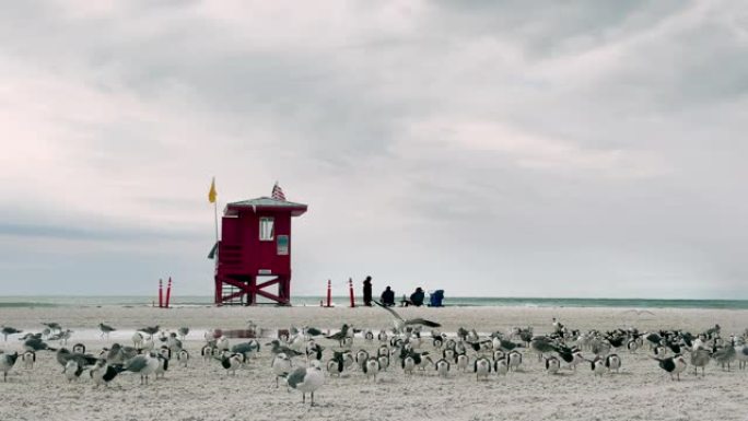 风天热带沙滩上的人和海鸥