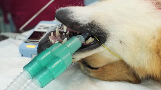 姜宠物睡眠连接到麻醉气体设备。麻醉宠物在心脏病上。心脏麻醉中宠物的概念。