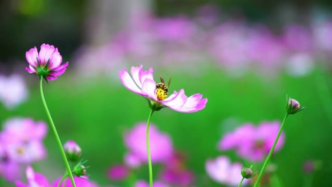 飞花上的蜜蜂蜜蜂采蜜蜂蜜动物生物昆虫