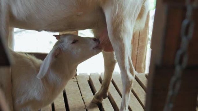 小白山羊吮吸母亲的乳汁