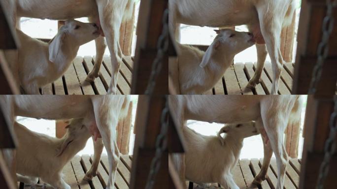 小白山羊吮吸母亲的乳汁