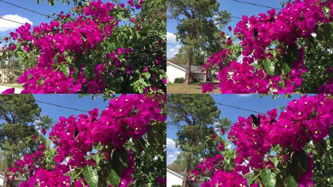 蝴蝶造访佛罗里达的纸花树