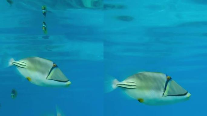垂直视频，一对小金鱼在蓝色水面下游泳的特写镜头。毕加索金鱼鱼、阿萨西金鱼鱼或阿拉伯金鱼鱼 (Rhin