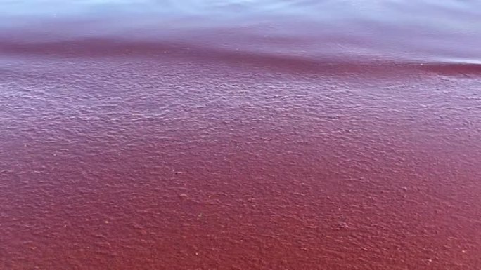 地中海的赤潮特写沙滩海水