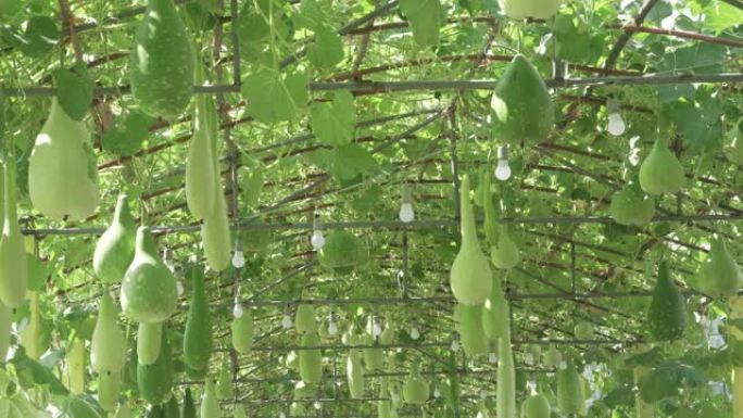 葫芦藤生长在有机蔬菜农场。农业和农业