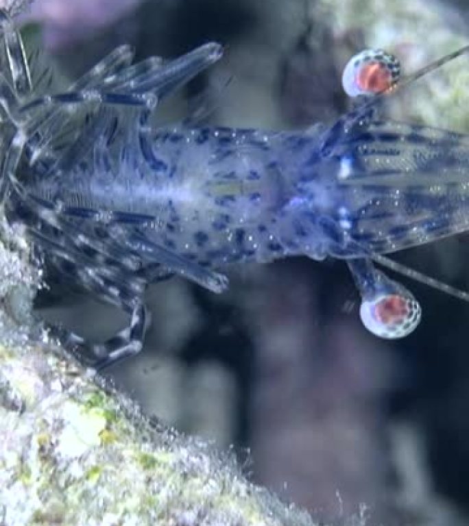 长臂虾抓住死珊瑚的垂直视频