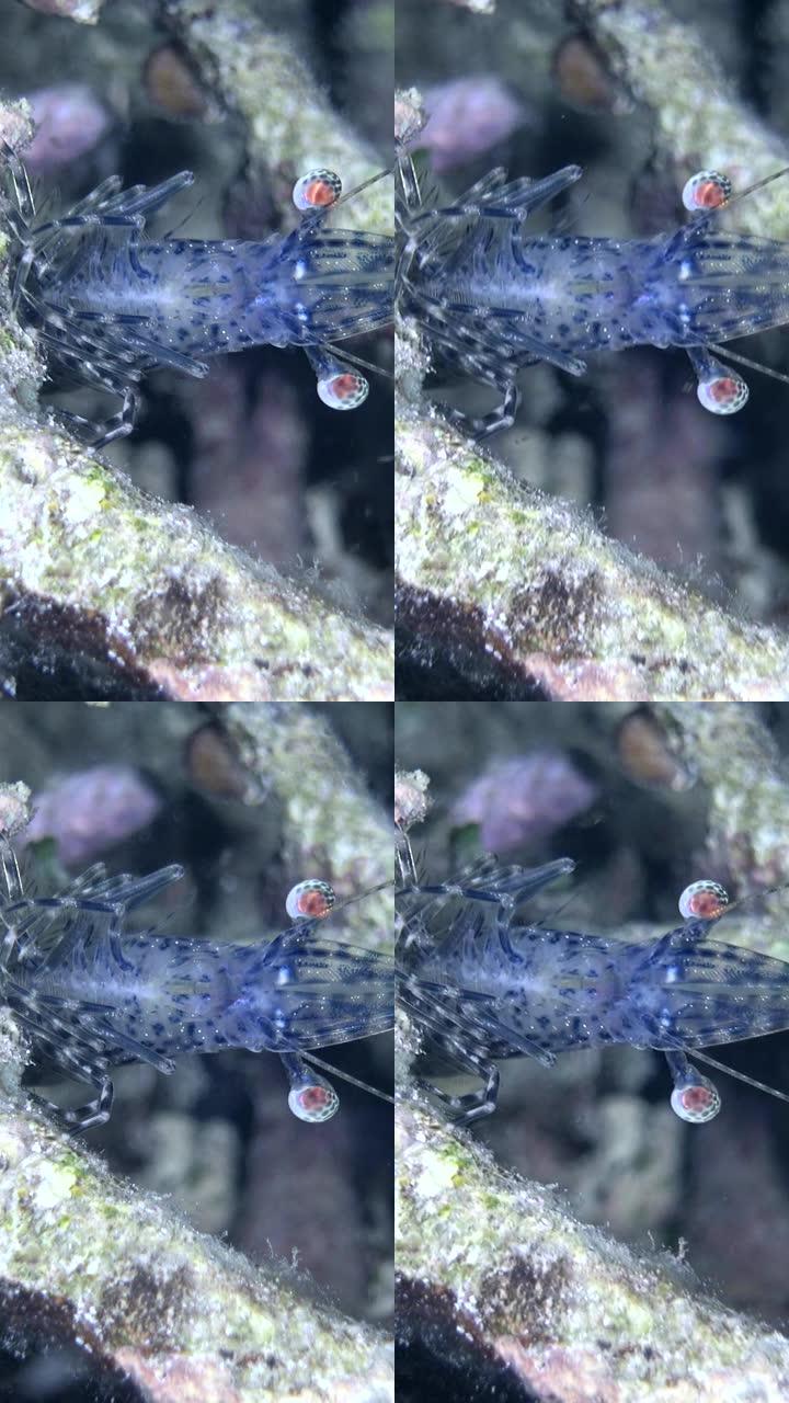 长臂虾抓住死珊瑚的垂直视频