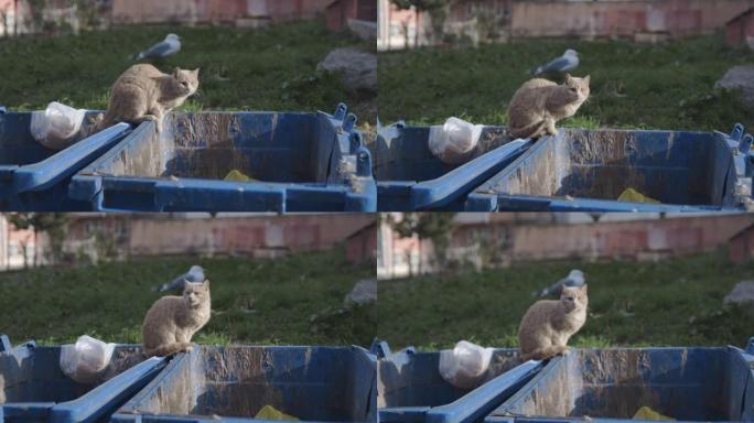 一只流浪猫站在集装箱上，背景是一只海鸥