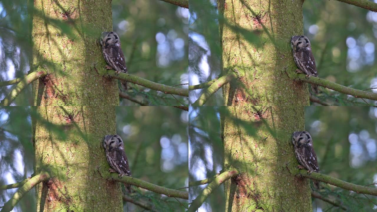 一种小而可爱的鸟小猫头鹰 (Athene noctua) 栖息在针叶树的树枝上。背景中有一片森林。