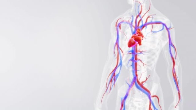 有血管的人心脏血管的人心脏