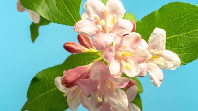 在一个延时4k视频的蓝色背景下，佛罗里达威格拉开花生长和开花。