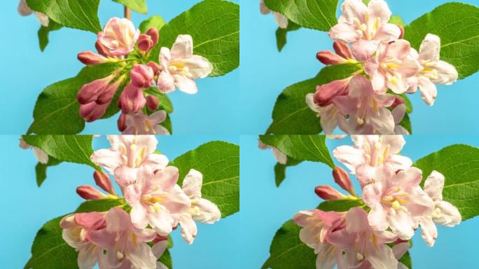 在一个延时4k视频的蓝色背景下，佛罗里达威格拉开花生长和开花。