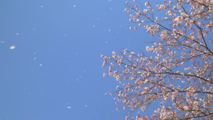 一连串的樱花花瓣花枝树枝