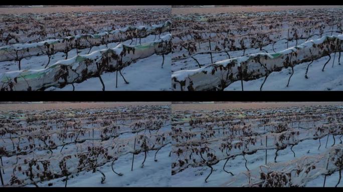 尼亚加拉湖上的冰酒收获葡萄