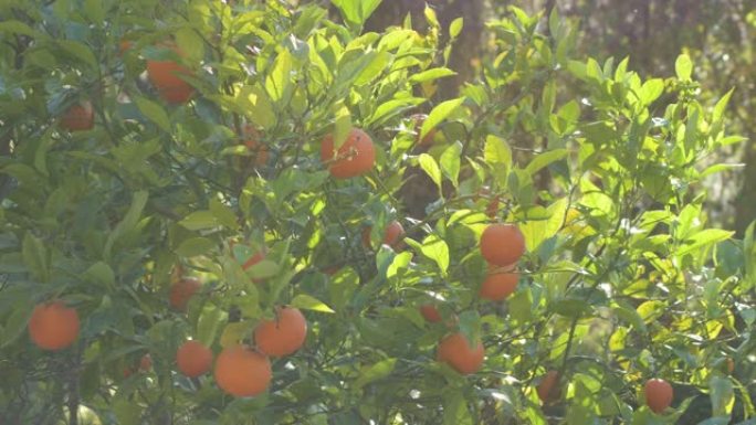 橘子树日落时的新鲜橘子