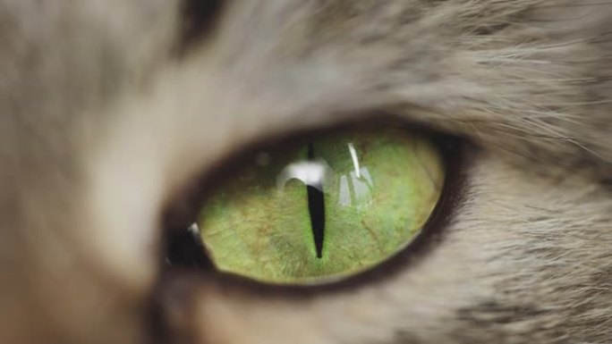 猫眼的微距摄影。家猫的眼睛，每一个细节。