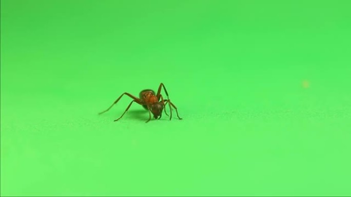 红色蚂蚁formica rufa在绿色背景上清洁自己。
这种昆虫也被称为红木蚁、南方木蚁或马蚁。
工