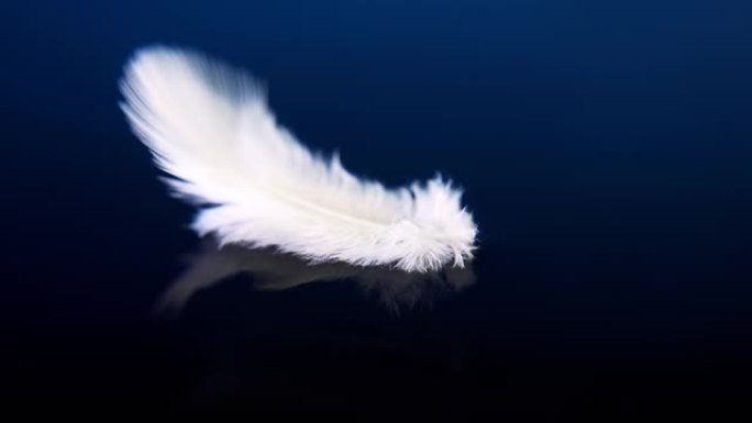 白色蓬松的羽毛在蓝色背景上缓慢漂浮在水面上。4k微距慢动作视频。