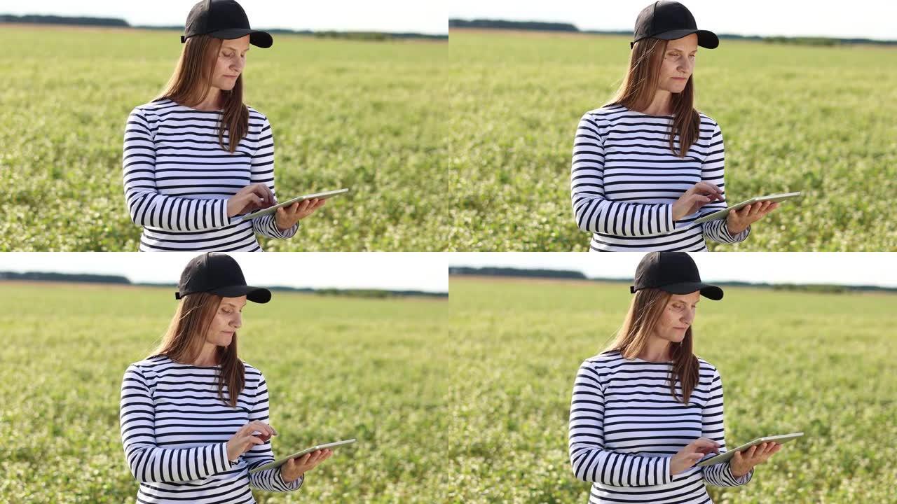 一位女性农艺师用药片检查有荞麦花的田地的生长。女人检查了田野，并将数据输入到数字平板电脑中。现代农业