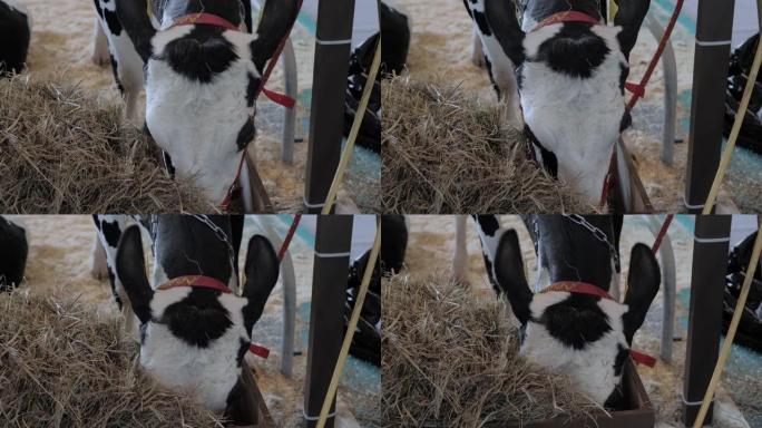 黑白荷斯坦奶牛在动物养殖展览会上吃干草的肖像