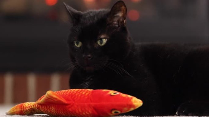 黑色小猫与火烧玩具的特写