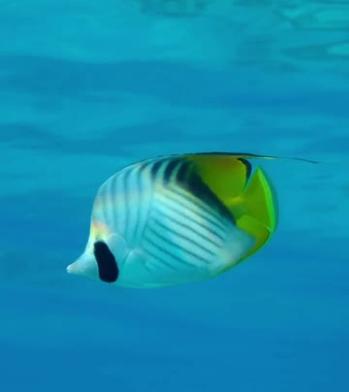 蝴蝶鱼的特写镜头在蓝色的水中慢慢游动。交叉条纹蝴蝶或线鳍蝴蝶鱼 (Chaetodon auriga)