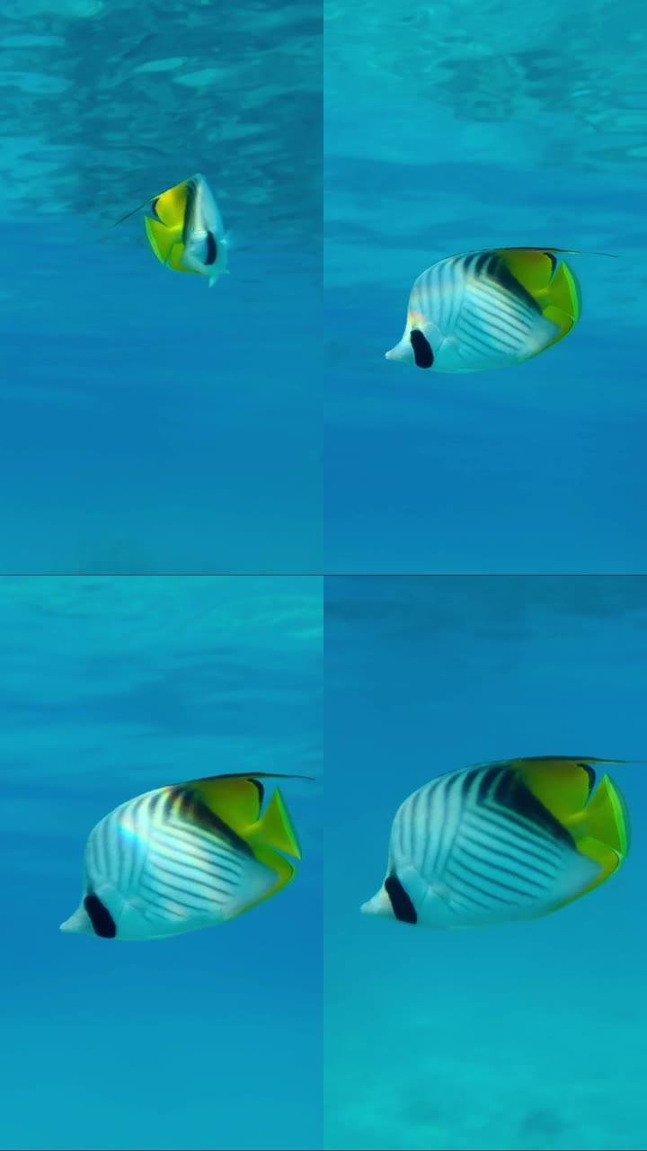 蝴蝶鱼的特写镜头在蓝色的水中慢慢游动。交叉条纹蝴蝶或线鳍蝴蝶鱼 (Chaetodon auriga)