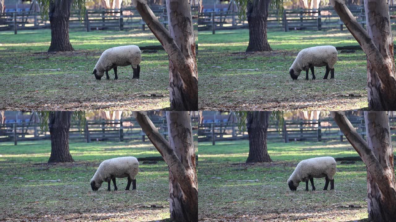 在加利福尼亚州弗里蒙特的Ardenwood农场放牧的绵羊