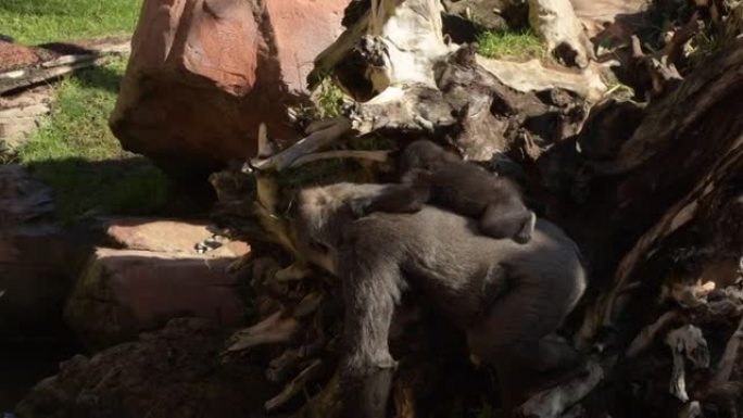 大猩猩妈妈背上有一个大猩猩宝宝