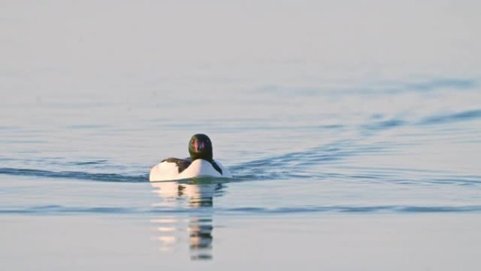 普通秋沙鸭向相机游泳