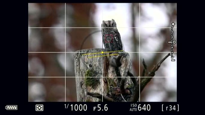 在拍摄自然界中罕见的猫头鹰欧亚角猫头鹰 (Otus scops) 时，直接看着相机取景器。
