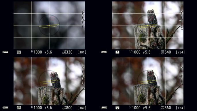 在拍摄自然界中罕见的猫头鹰欧亚角猫头鹰 (Otus scops) 时，直接看着相机取景器。