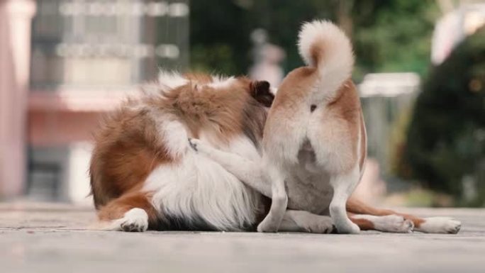 两只狗一起玩，小柴犬试图将球放进大粗牧羊犬的嘴里，4k慢动作镜头，宠物生活方式概念。