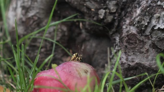 黄蜂在高高的草丛中吃腐烂的苹果的特写镜头
