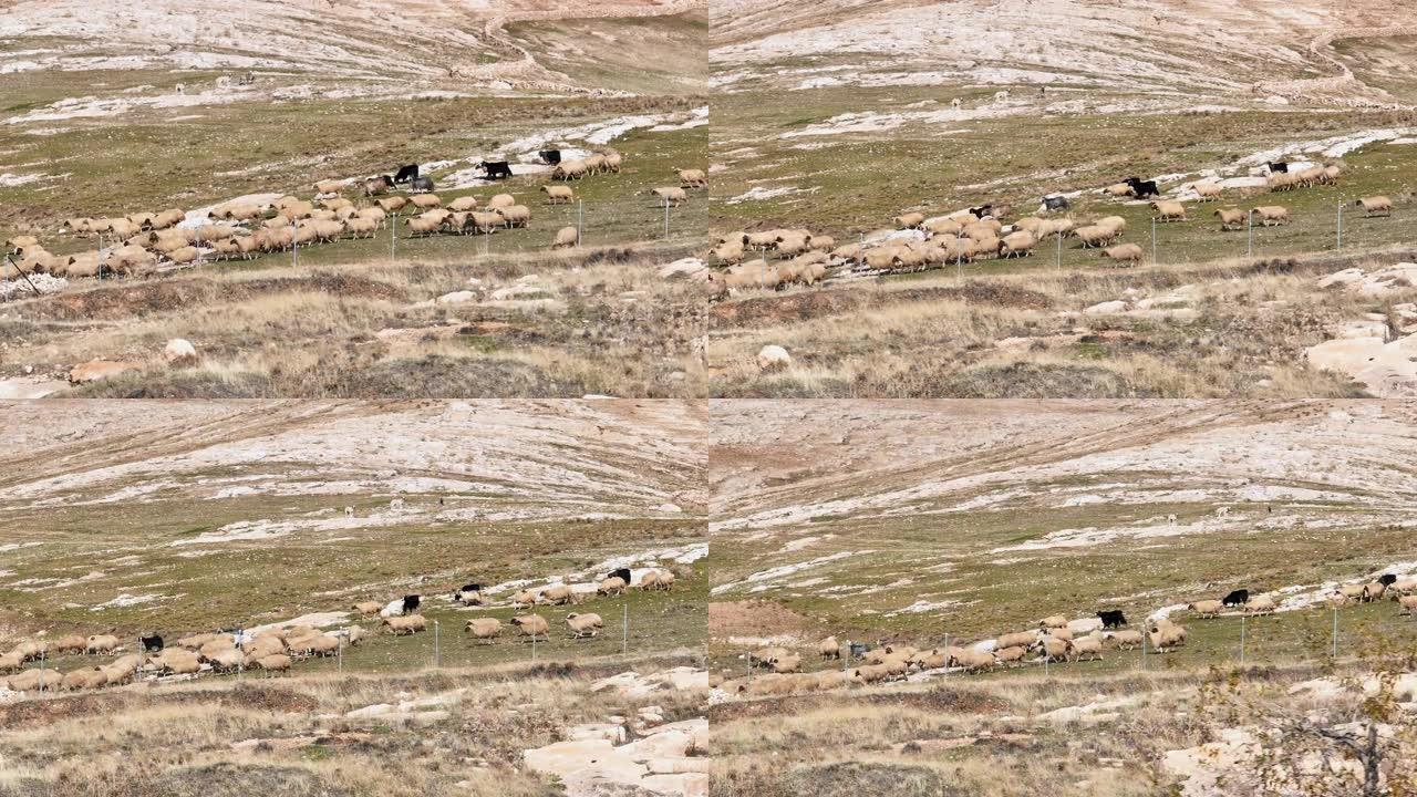 鸟瞰达拉古洞穴城，达拉古城周围放牧的羊群，古城中的牧羊人和羊群，马尔丁的历史地标，达拉古城，发现美索