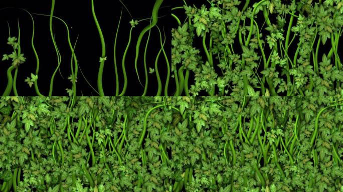 长绿色藤本植物生长并填充周围空间的动画